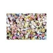 Grains Multi Colored PopCorn (1x25LB )